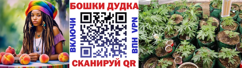 маркетплейс клад  наркотики  Малгобек  Бошки Шишки гибрид 